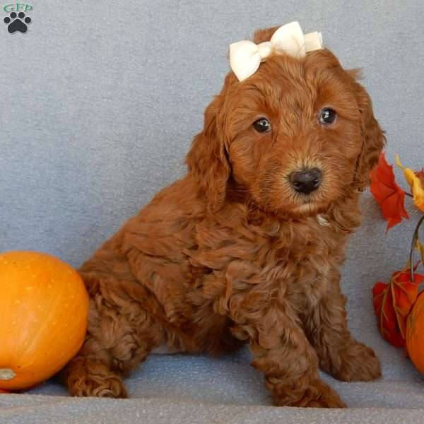 Maple, Mini Goldendoodle Puppy